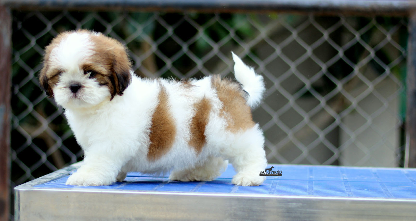 Image of Shih Tzu posted on 2022-08-22 04:07:05 from PUNE